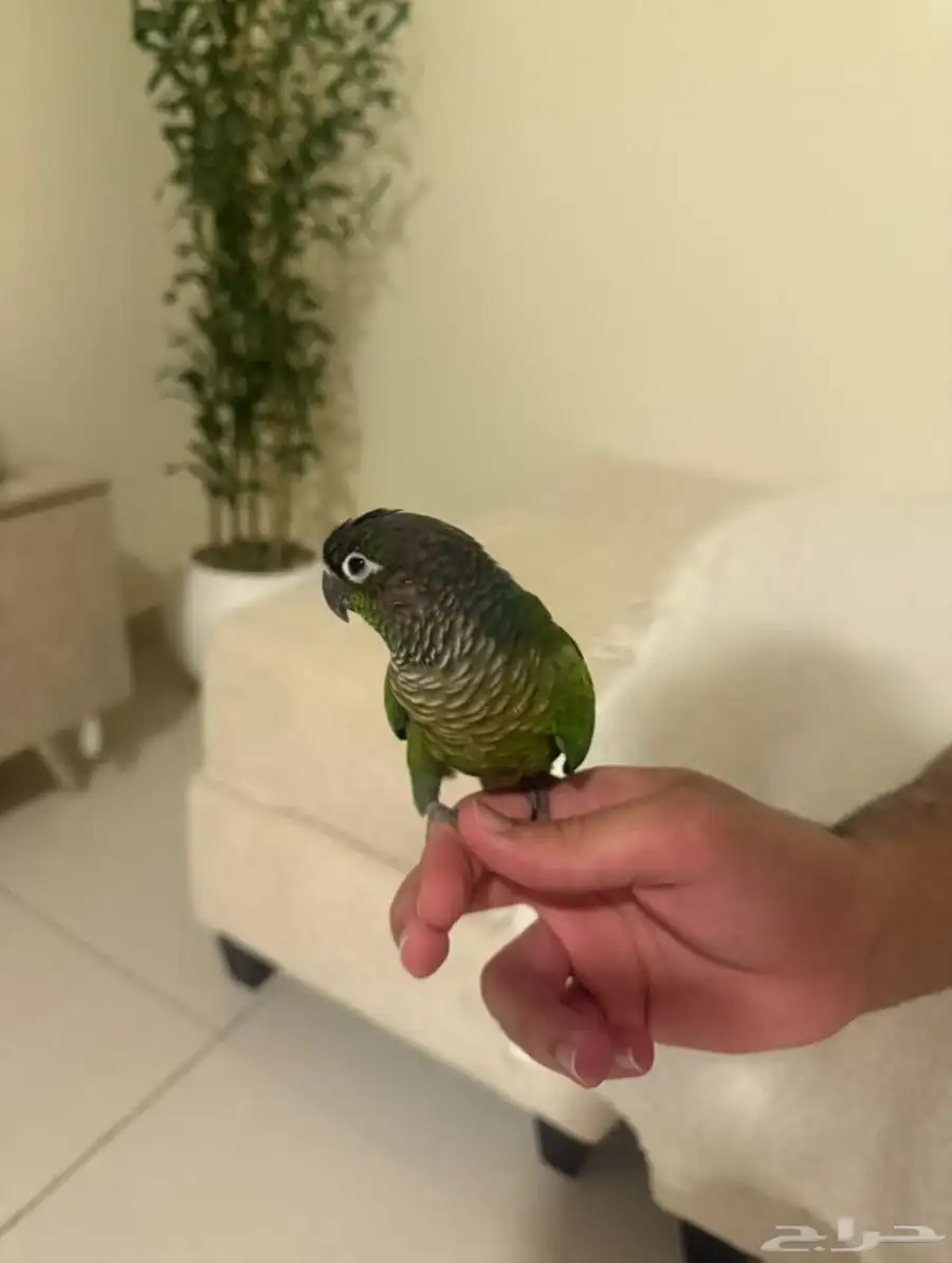 ببغاء 1