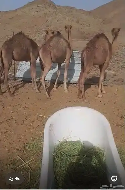 حشو 1