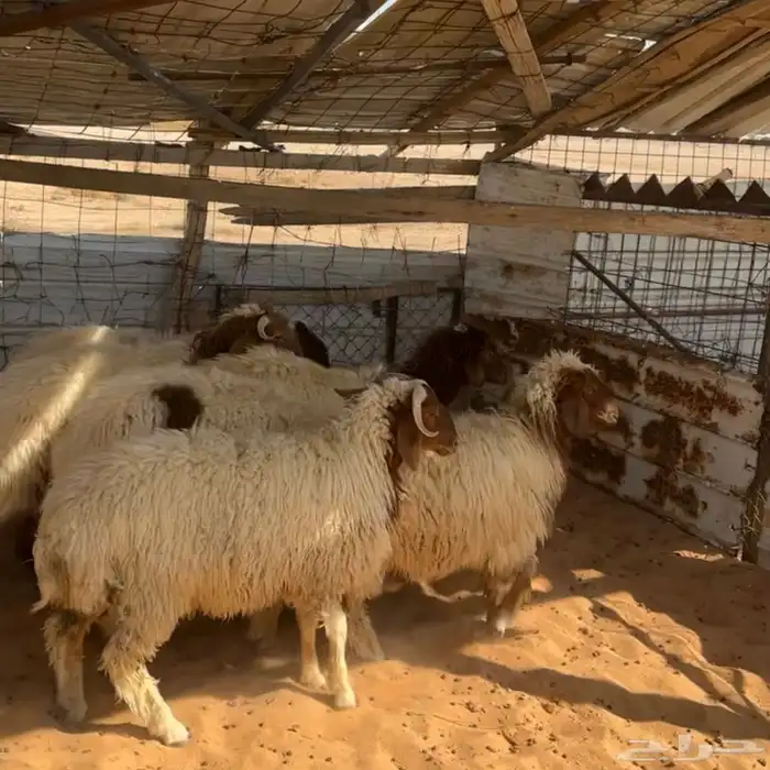 خرفان ورخال ( تم البيع ) 0