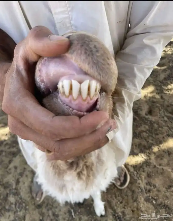 نعجة صنف للبيع ( تم البيع) 2