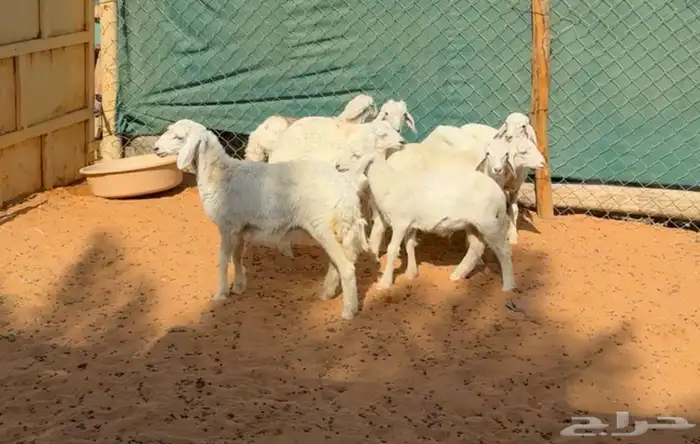 بهم حري للبيع 5