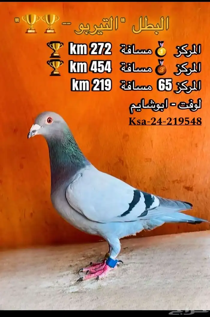 حمام زاجل سباق 0