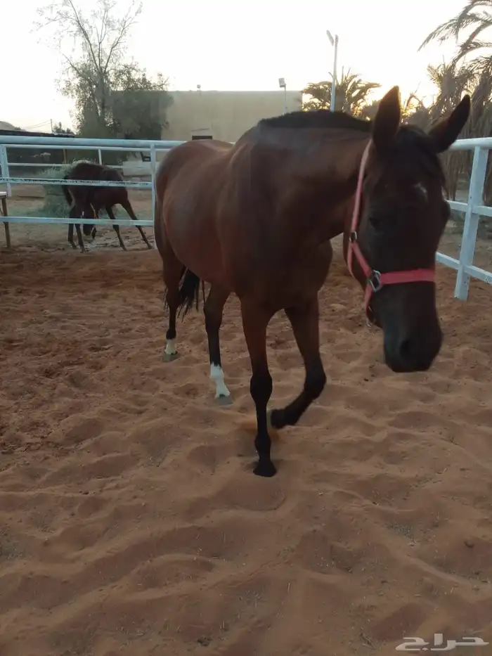 اسطبل اوراد ديراب للخيل 2