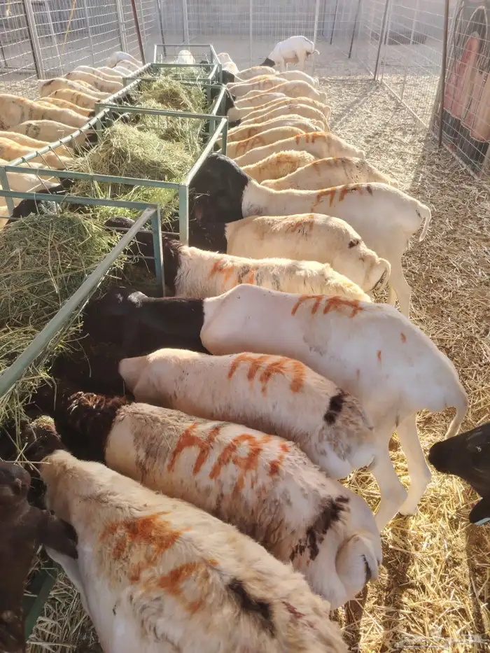 بربري وتيوس وسواكن وقعدان للبيع جمله وتفريد 2