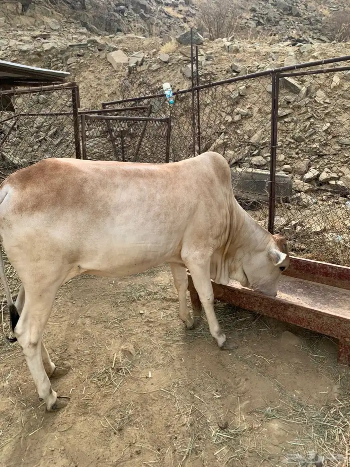 بقره 1