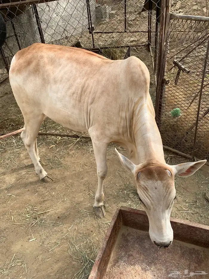 بقره 4
