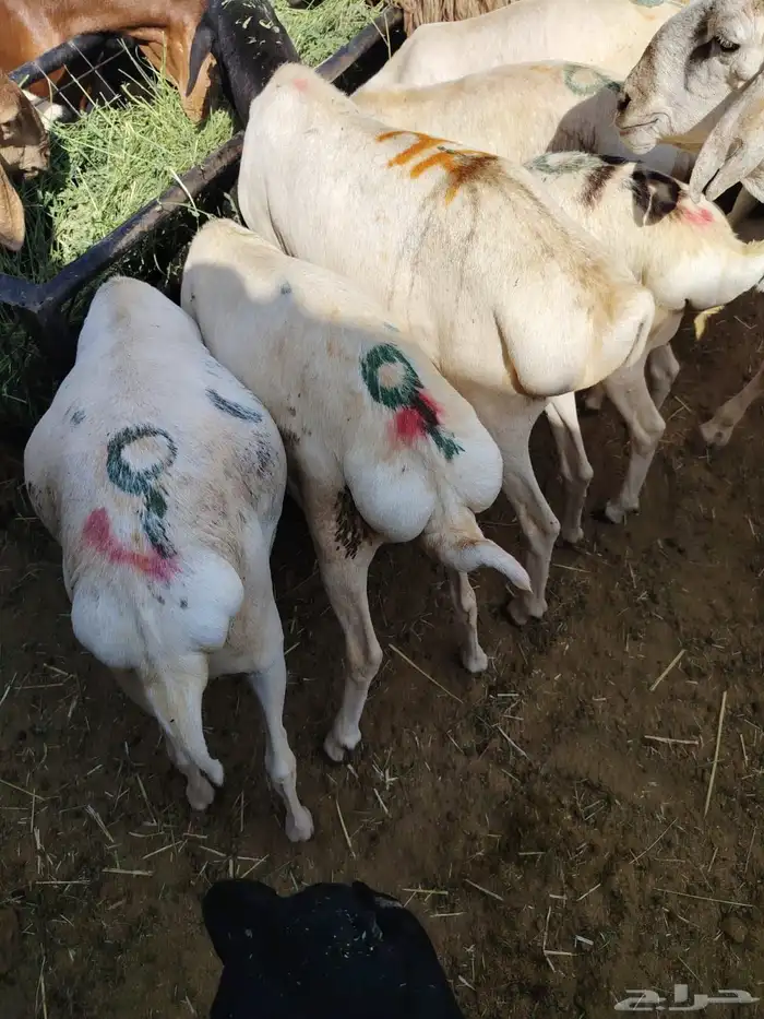 سواكن وبرابر وتيوس للجمله والتفريد 4