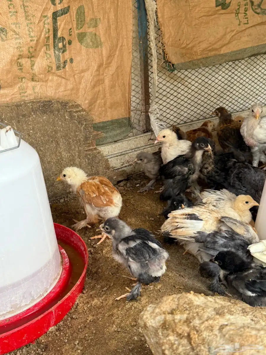دجاج براهما  ديوك براهما  صوص براهما 13