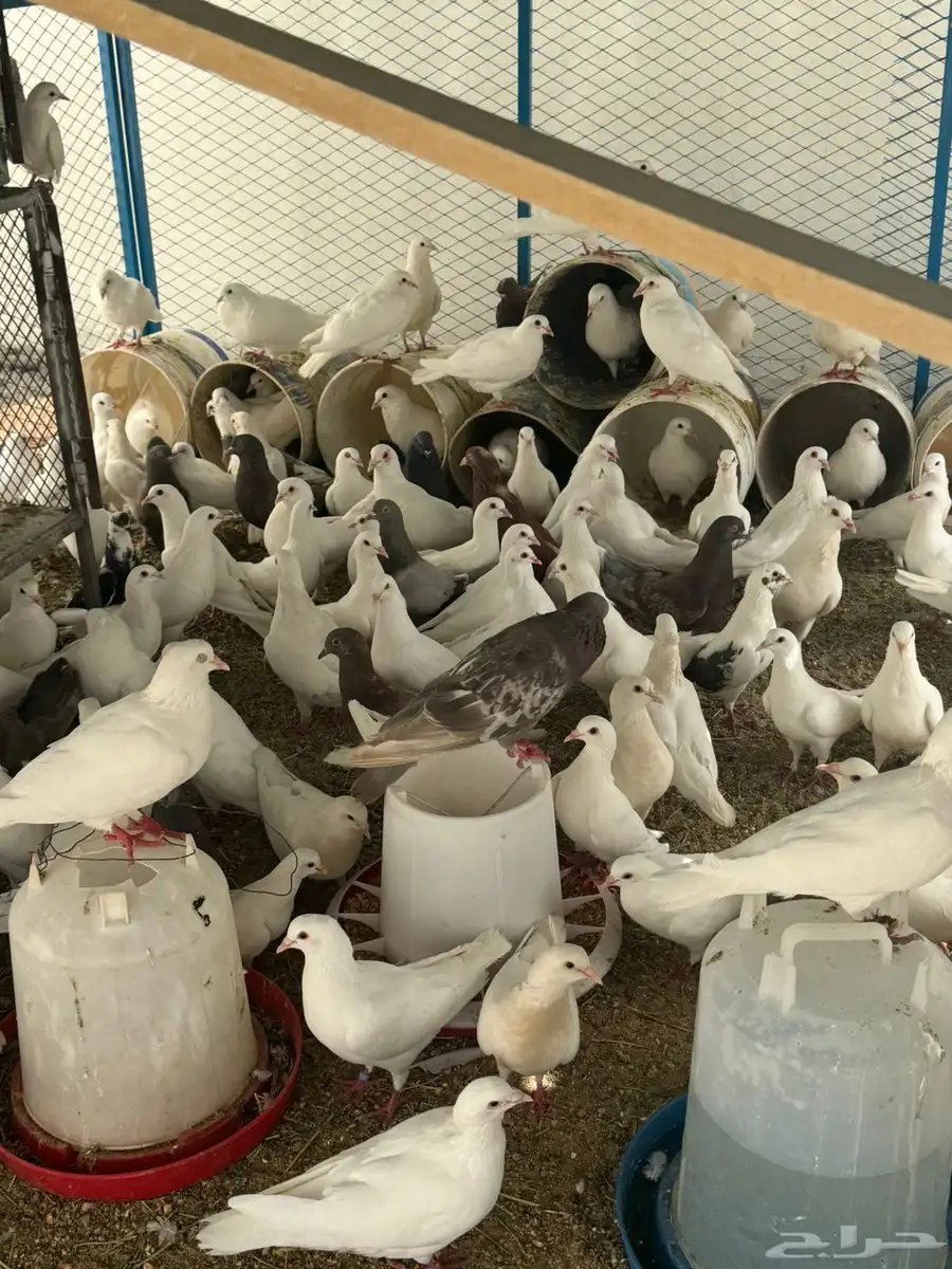 حمام فرنسي منتج وصحة شرط وا ديوك 3 0