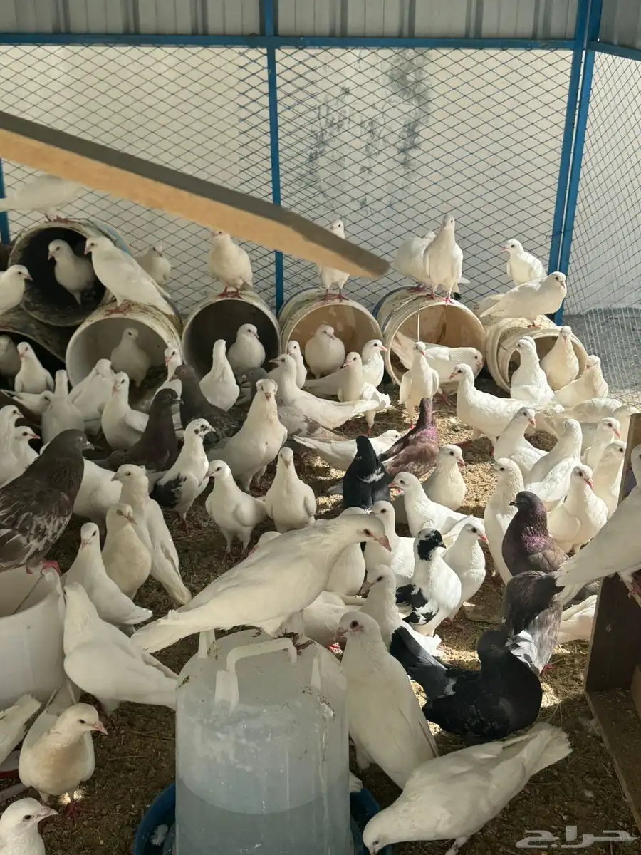 حمام فرنسي منتج وصحة شرط وا ديوك 3 1