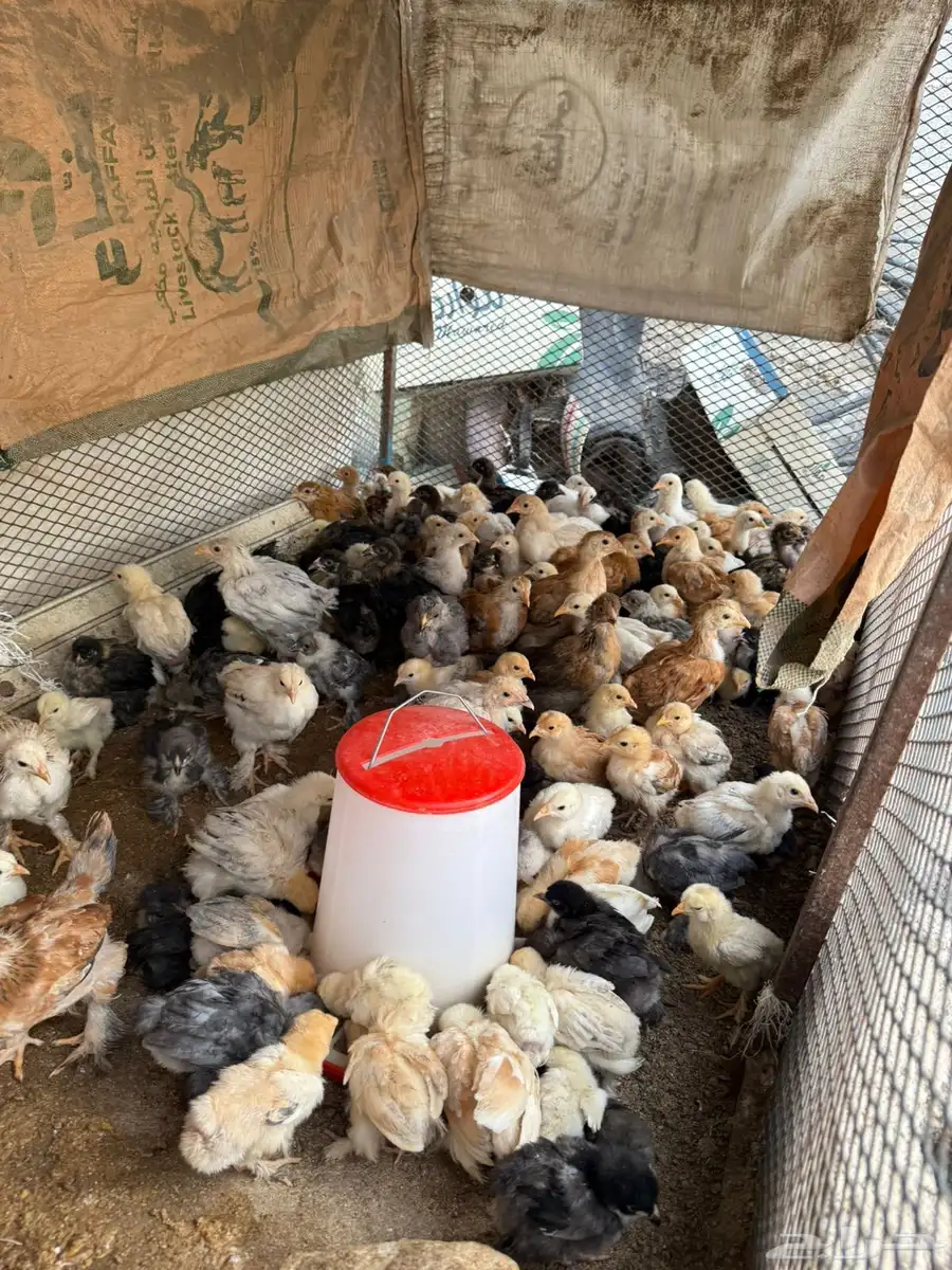 دجاج براهما  ديوك براهما  صوص براهما 8