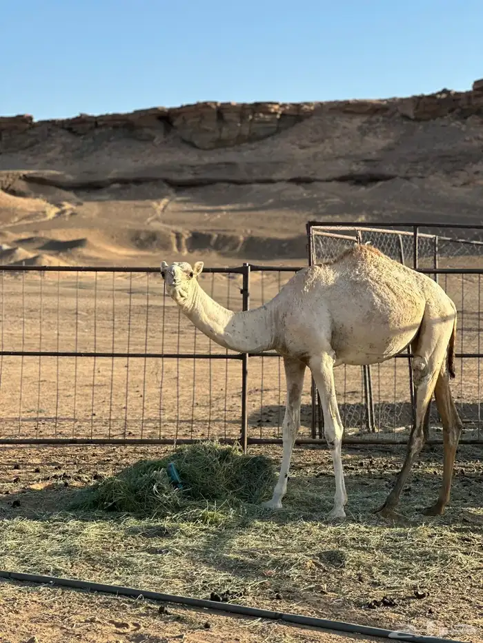بكره مفروده ذلول للبيع 1