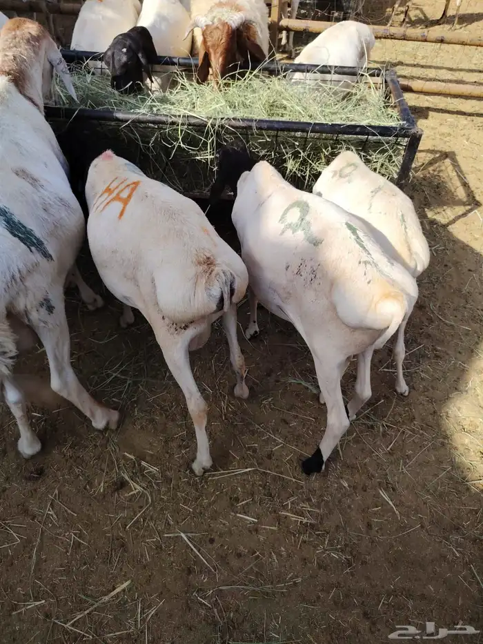 سواكن وبرابر وتيوس للجمله والتفريد 2