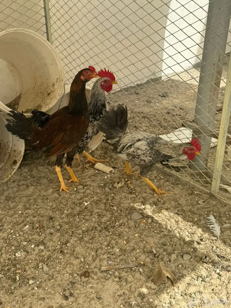حمام فرنسي منتج وصحة شرط وا ديوك 3 3
