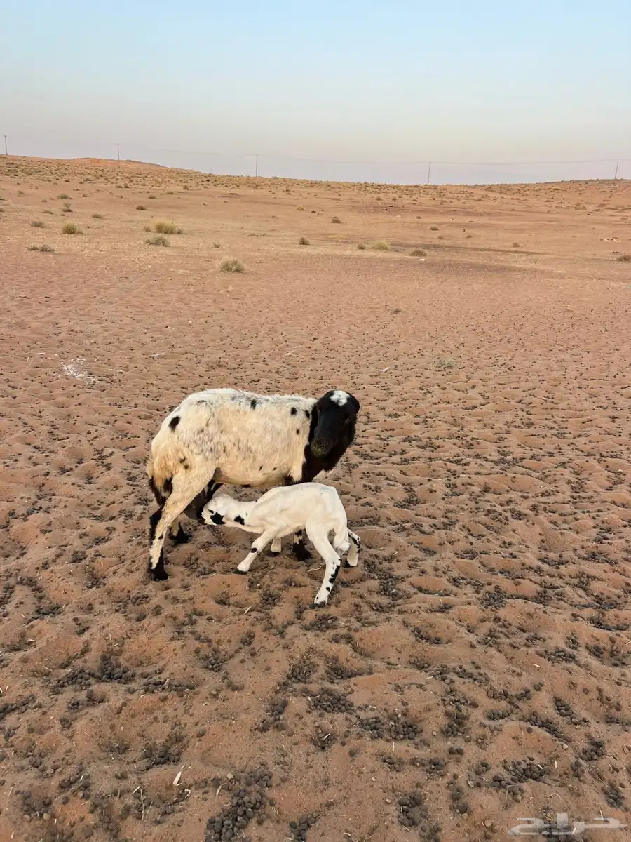 للبيع شاة رفيديه تحتها خروف 1