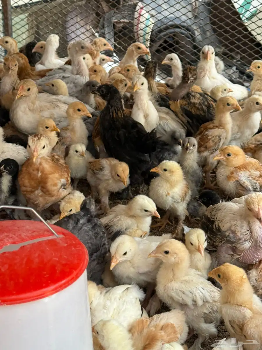 دجاج براهما  ديوك براهما  صوص براهما 14
