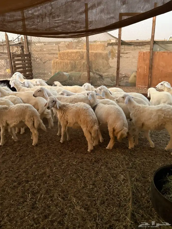 تربية مواشي 2