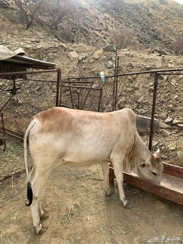 بقره 0