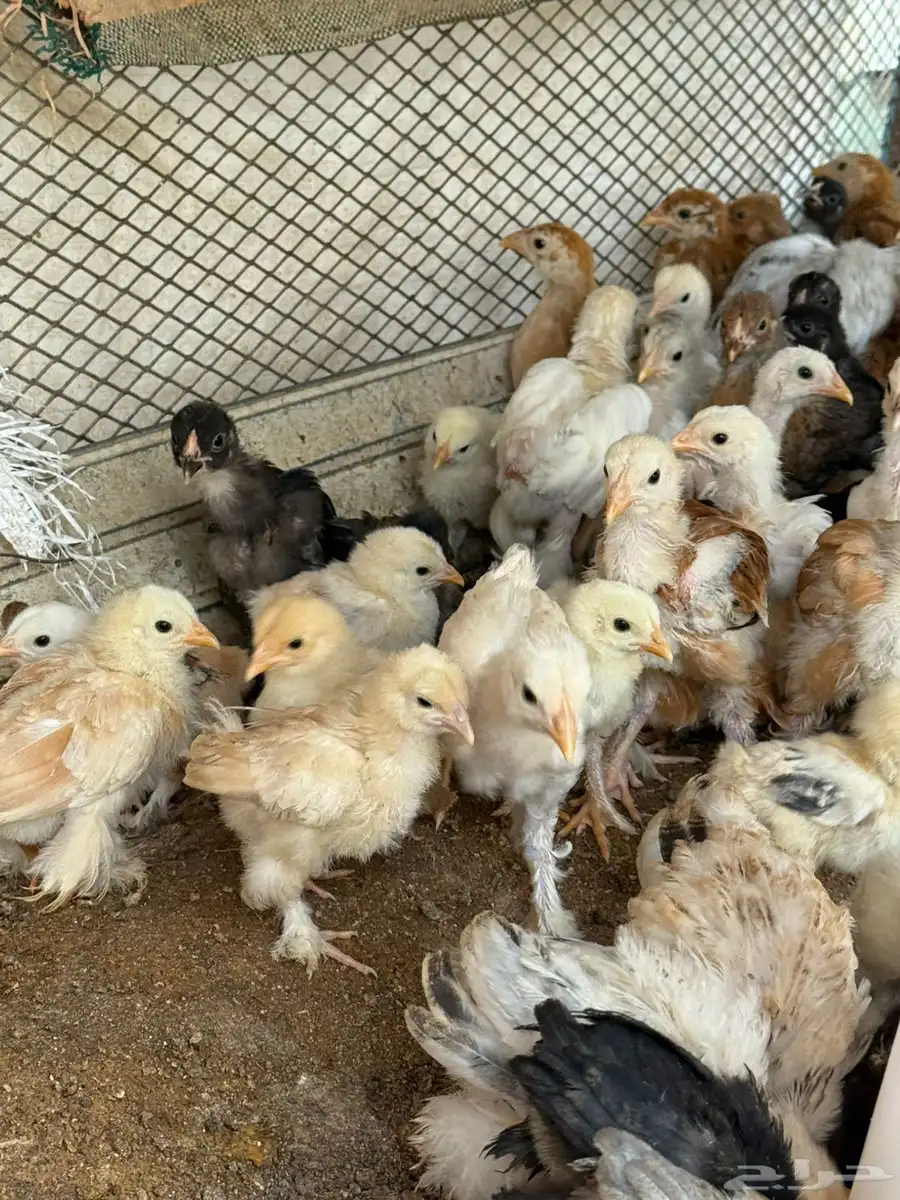 دجاج براهما  ديوك براهما  صوص براهما 9