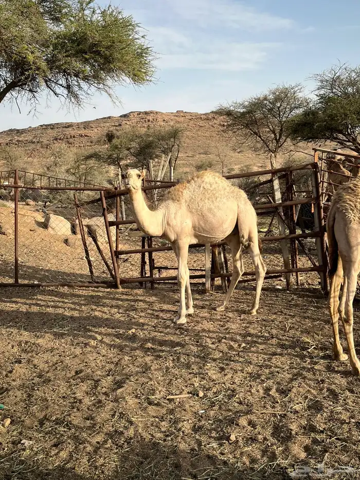 قعود وبكره فل شحم للبيع اعمارها خمسه شهور عل حليب اماتها وب 0