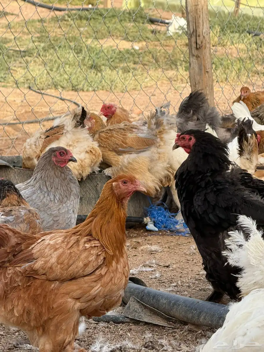 دجاج براهما  ديوك براهما  صوص براهما 1
