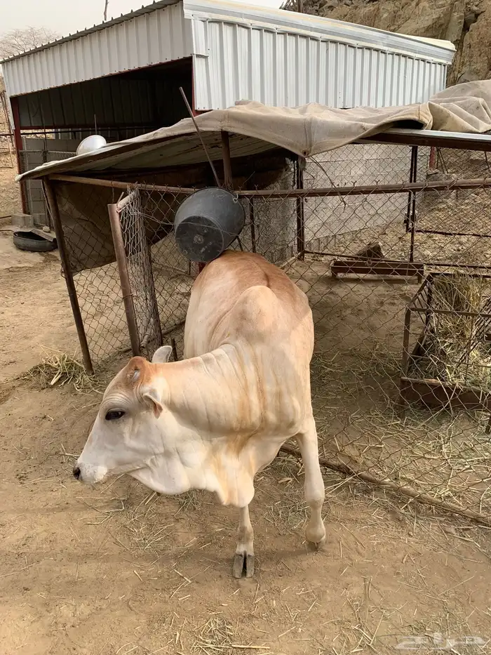 بقره 2