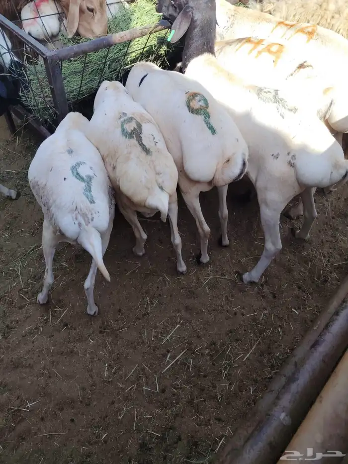 سواكن وبرابر وتيوس للجمله والتفريد 5