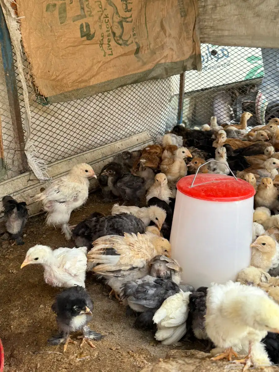 دجاج براهما  ديوك براهما  صوص براهما 11