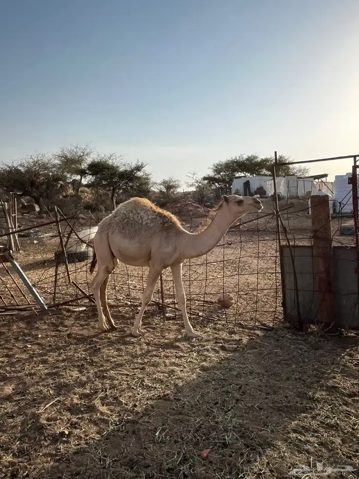قعود وبكره فل شحم للبيع اعمارها خمسه شهور عل حليب اماتها وب 3