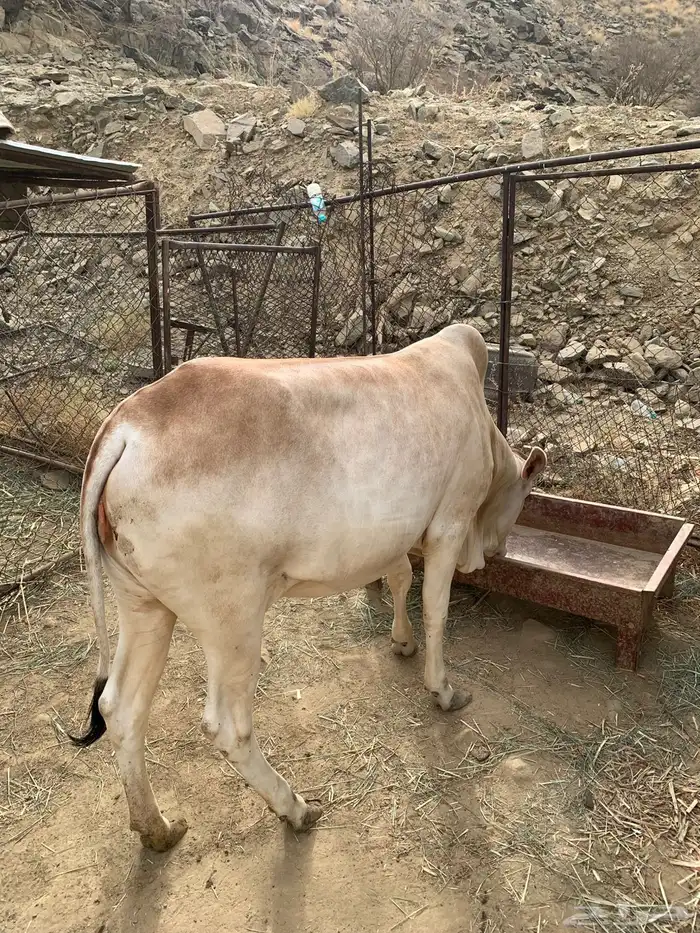 بقره 7
