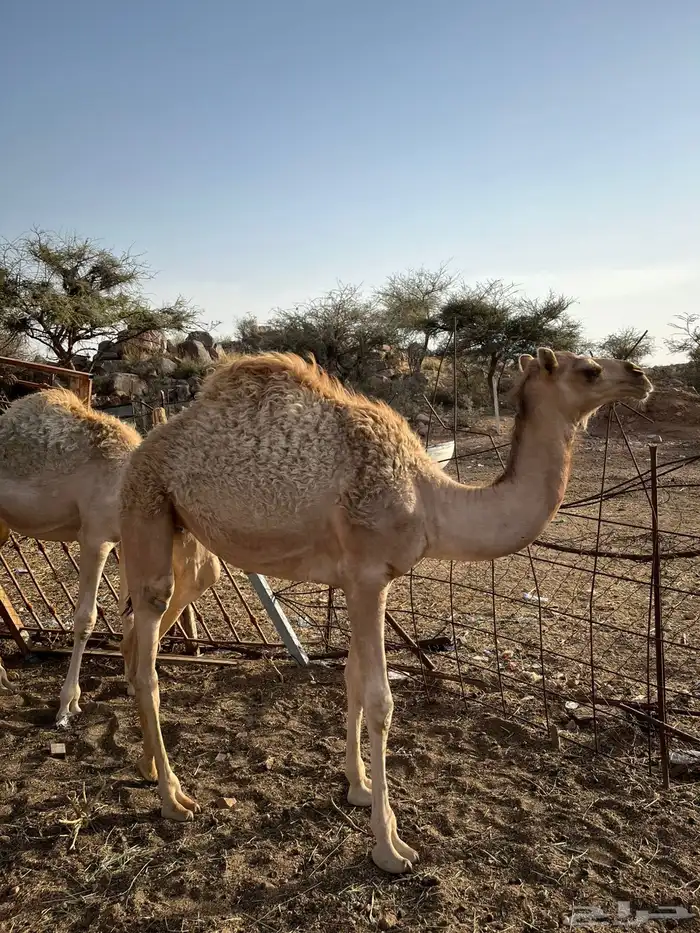قعود وبكره فل شحم للبيع اعمارها خمسه شهور عل حليب اماتها وب 2