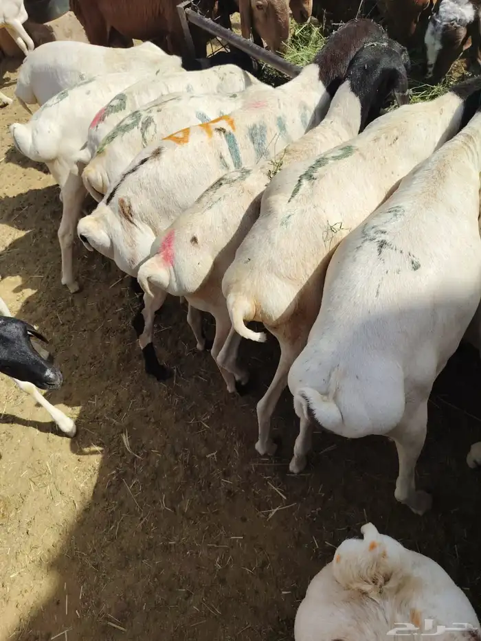سواكن وبرابر وتيوس للجمله والتفريد 0