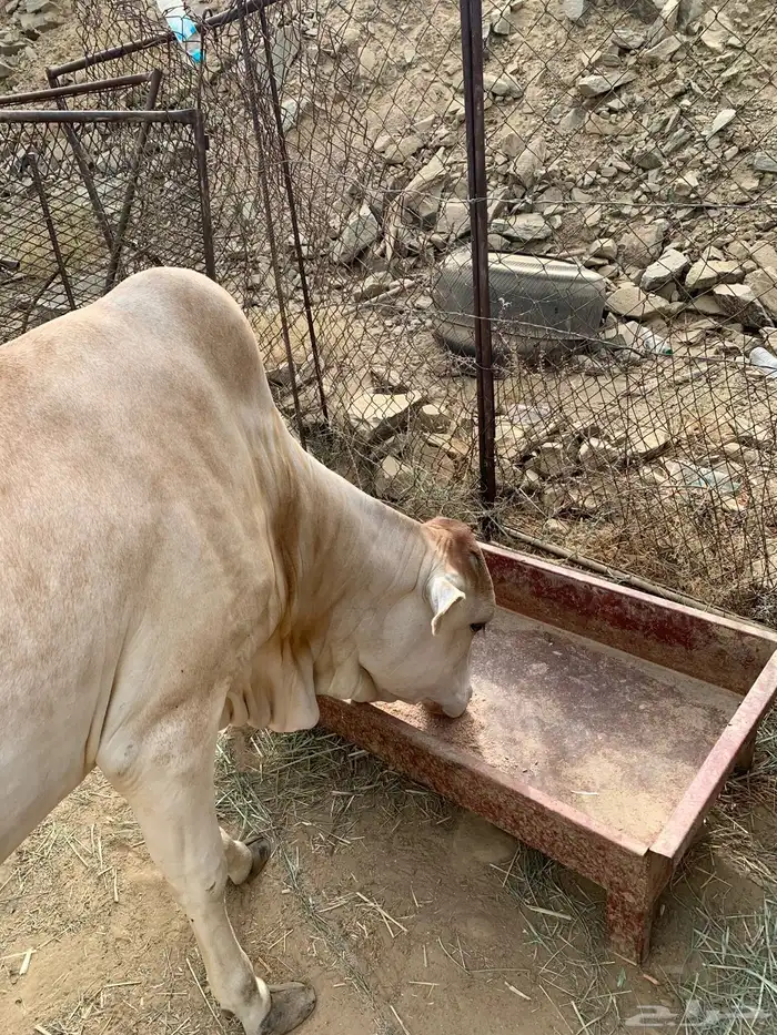 بقره 6