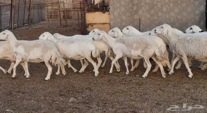 ضان حريات 0