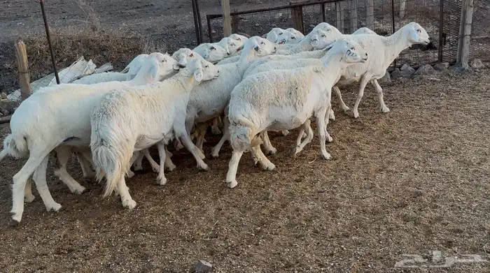 ضان حريات 2