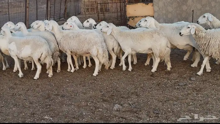 ضان حريات 1