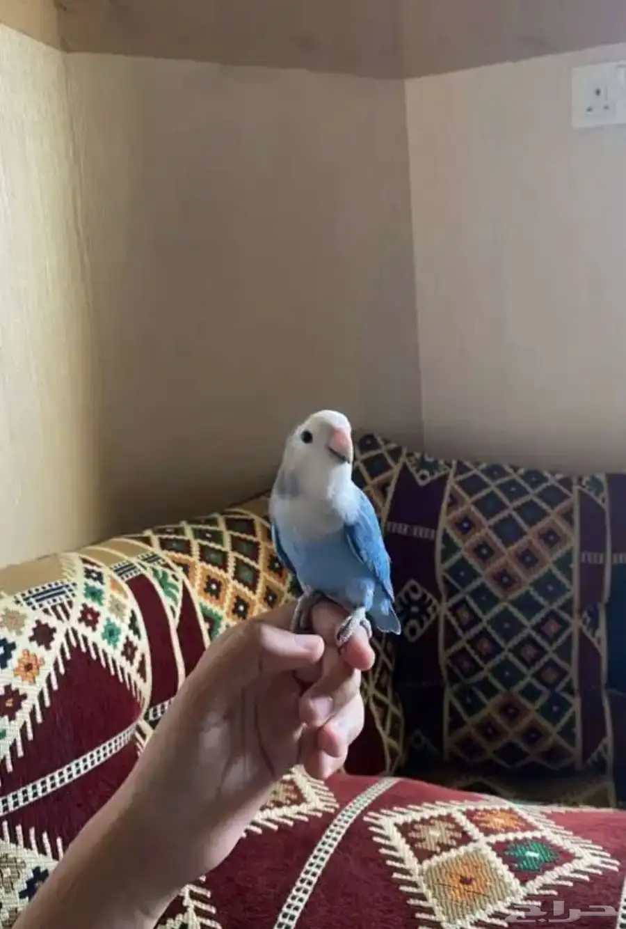 طيور روز جمله و يوجد تفريد 0