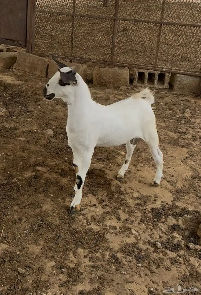 مشروع فحل بيشي صنف 0