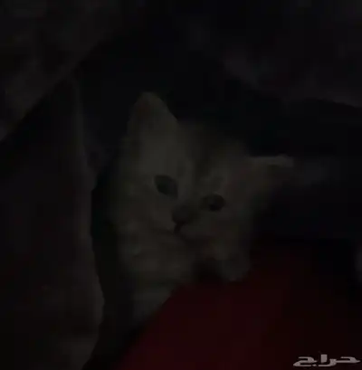 كيتن للبيع 1