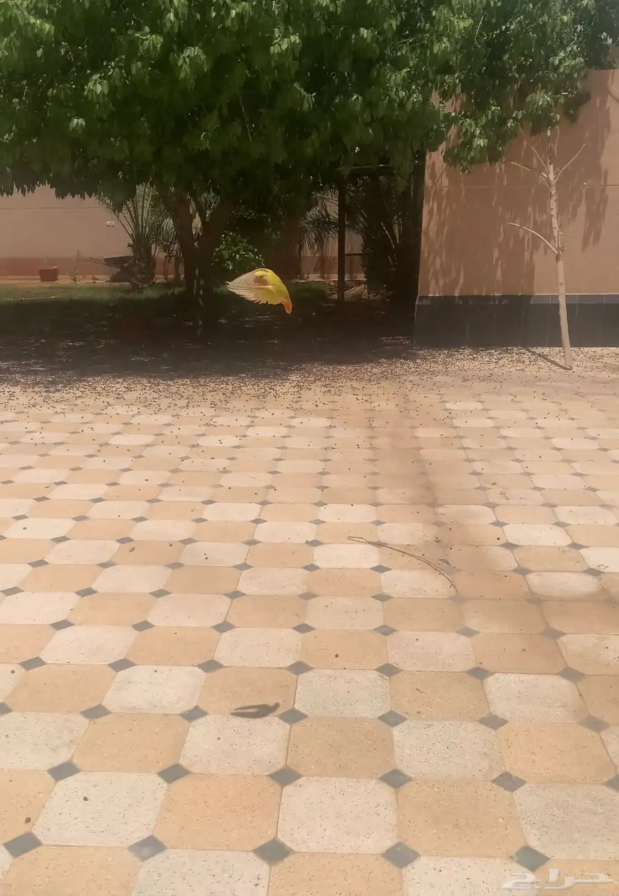طير روز لاتينو 9