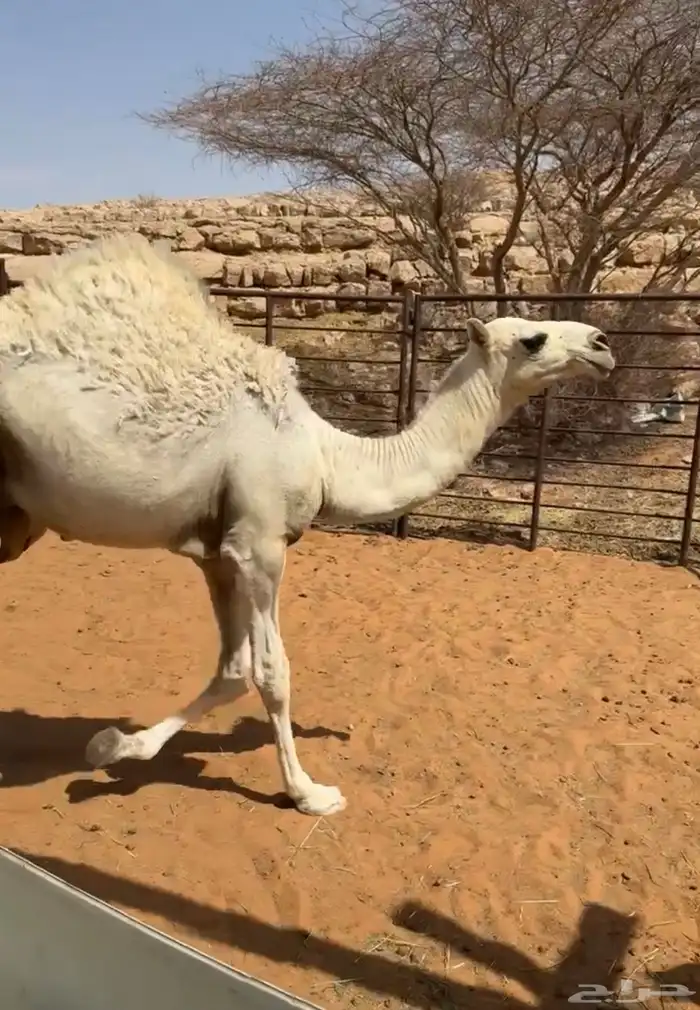 للبيع قعود عمره 8اشهور القعود زبده فل شحم 3