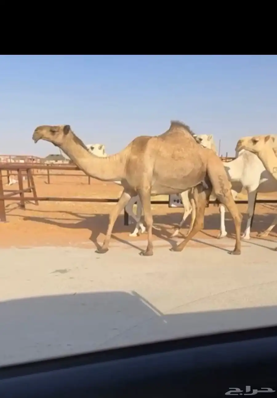 للبيع ضروبه صفرا كفو في رماح 0