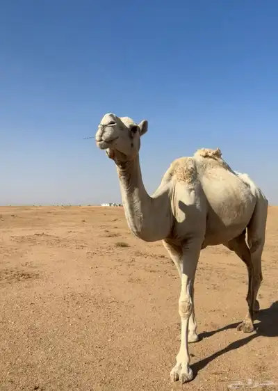 للبيع لقحه 1