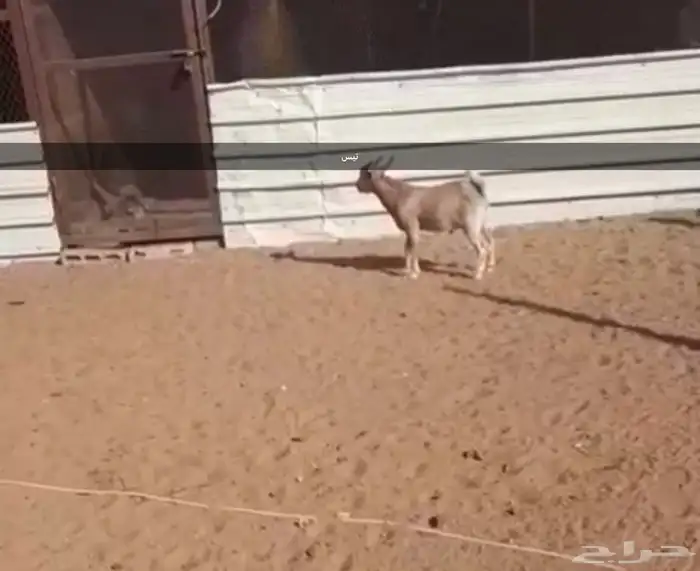 معزاء للبيع 5