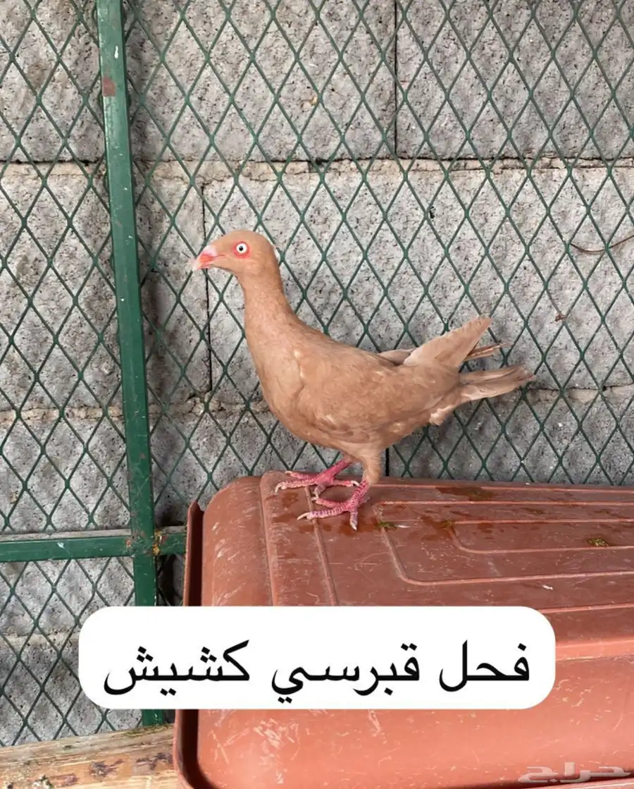 حمام مشكل بوز شماسي زاجل 11