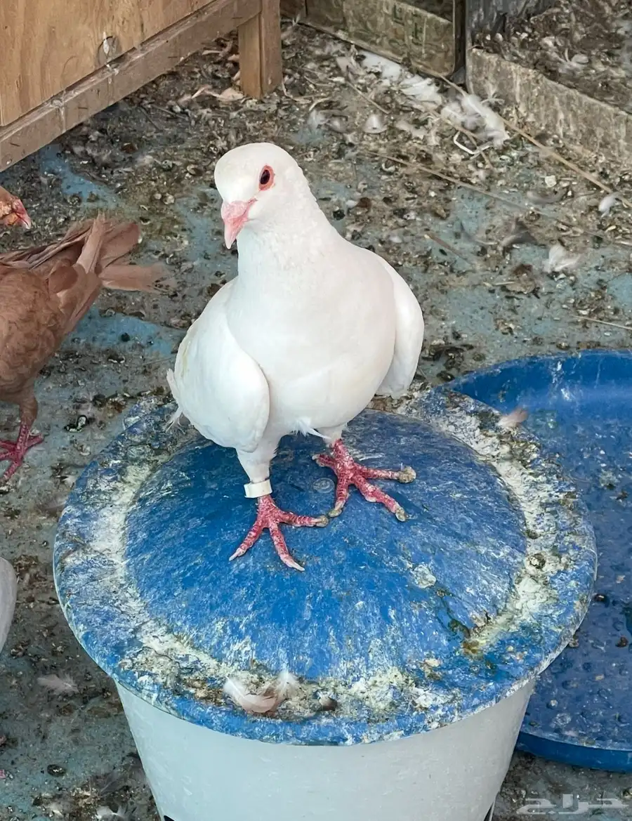 حمام مشكل بوز شماسي زاجل 7