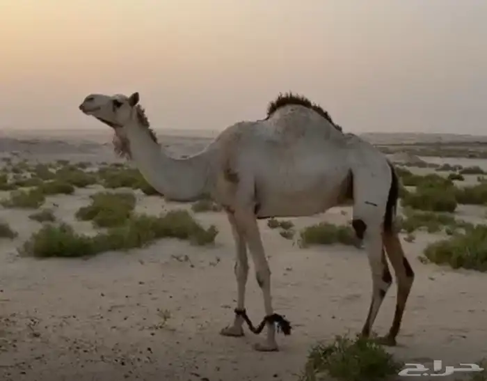 للبيع سودانية طيبة لقحة على سوداني طيب 1
