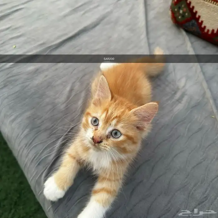 قطط شيرازي للبيع 3