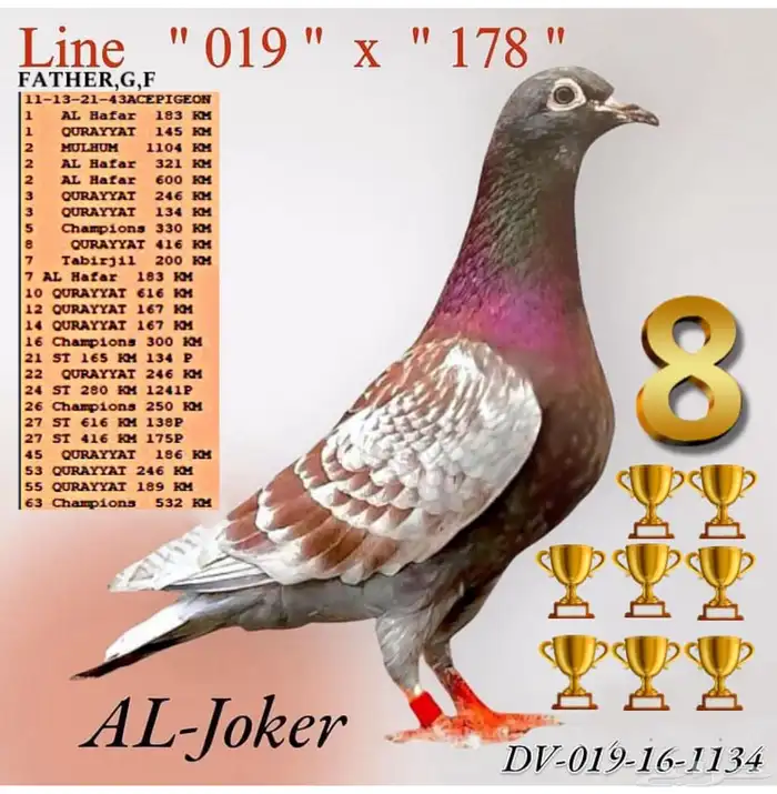 حمام زاجل سباق 1