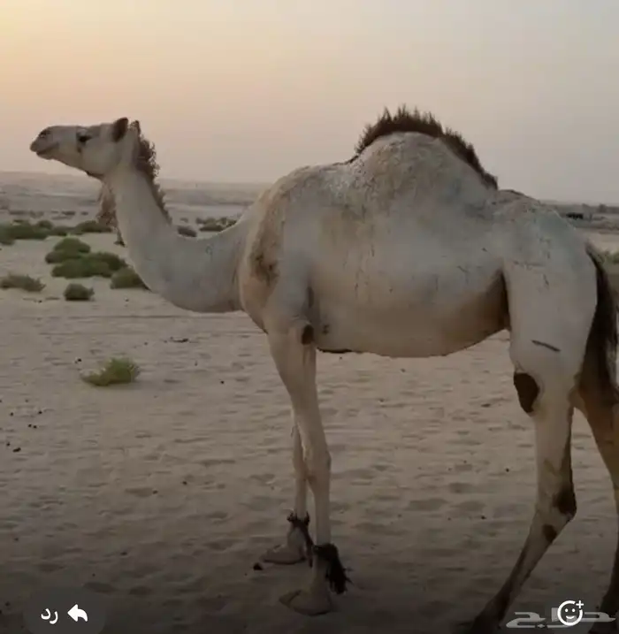 للبيع سودانية طيبة لقحة على سوداني طيب 0